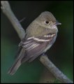 _6SB2291 flycatcher